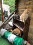 Guy_Gaston (3)